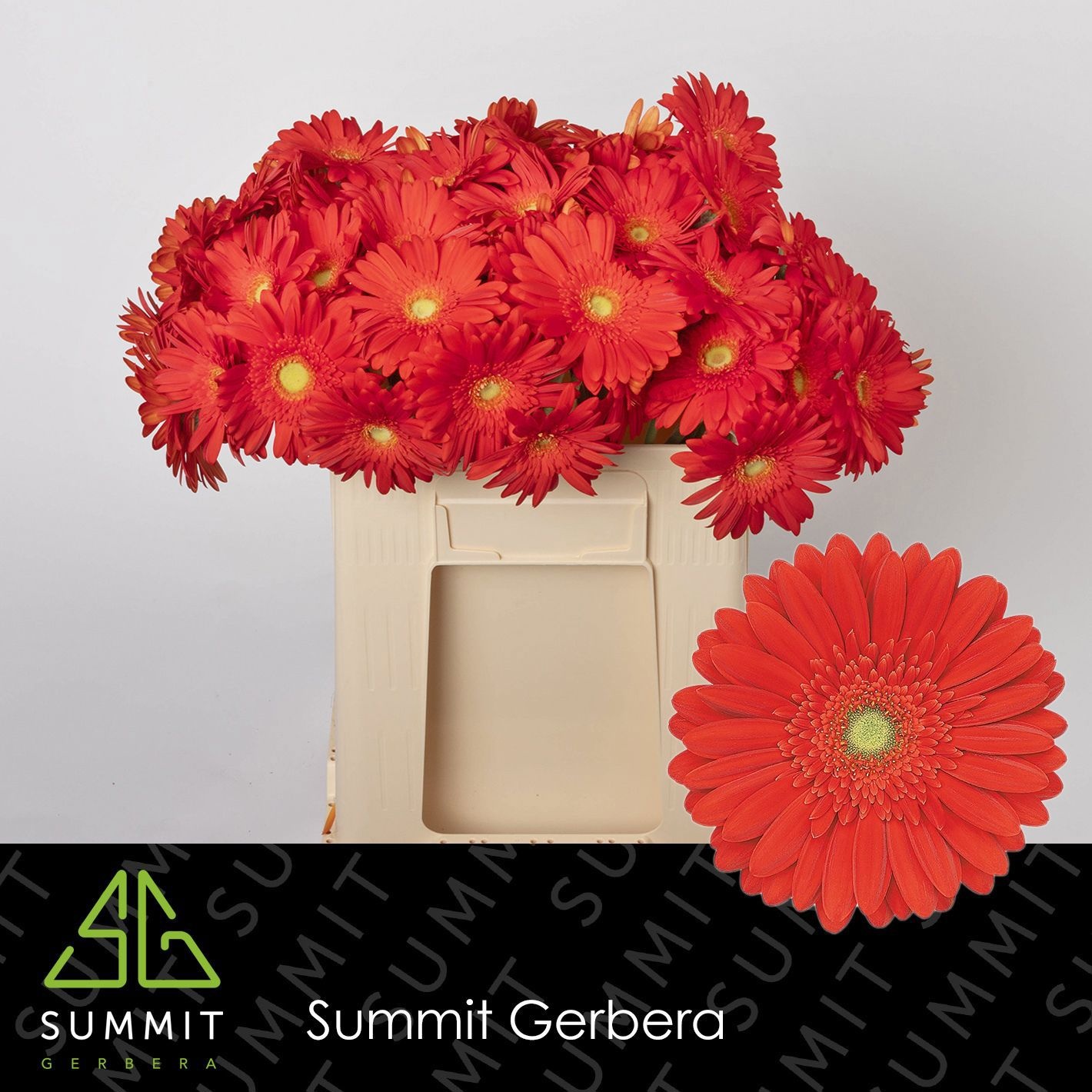 Gerbera Red Explosion 50cm 10Ø