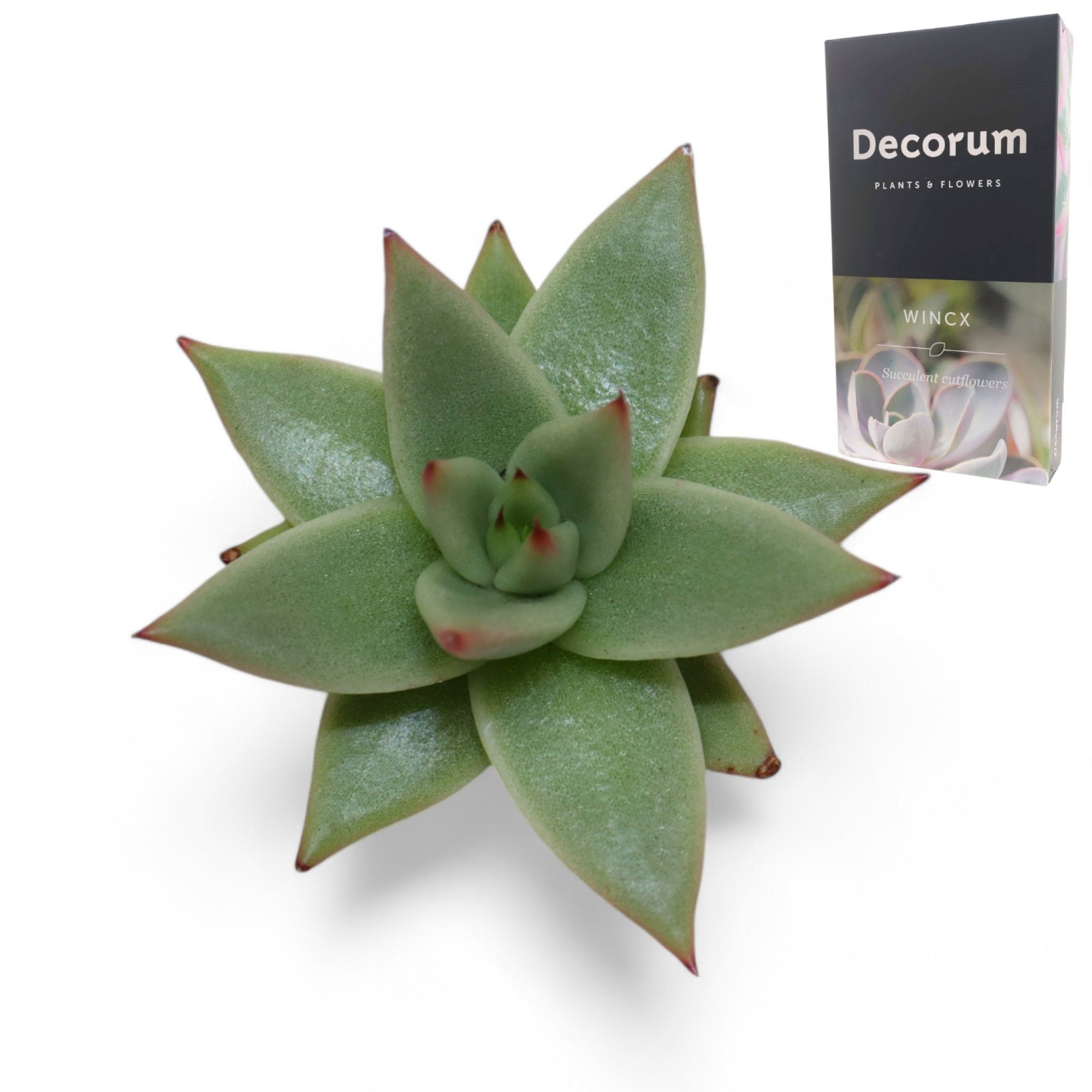 Echeveria Ebony "glow" Cutflower