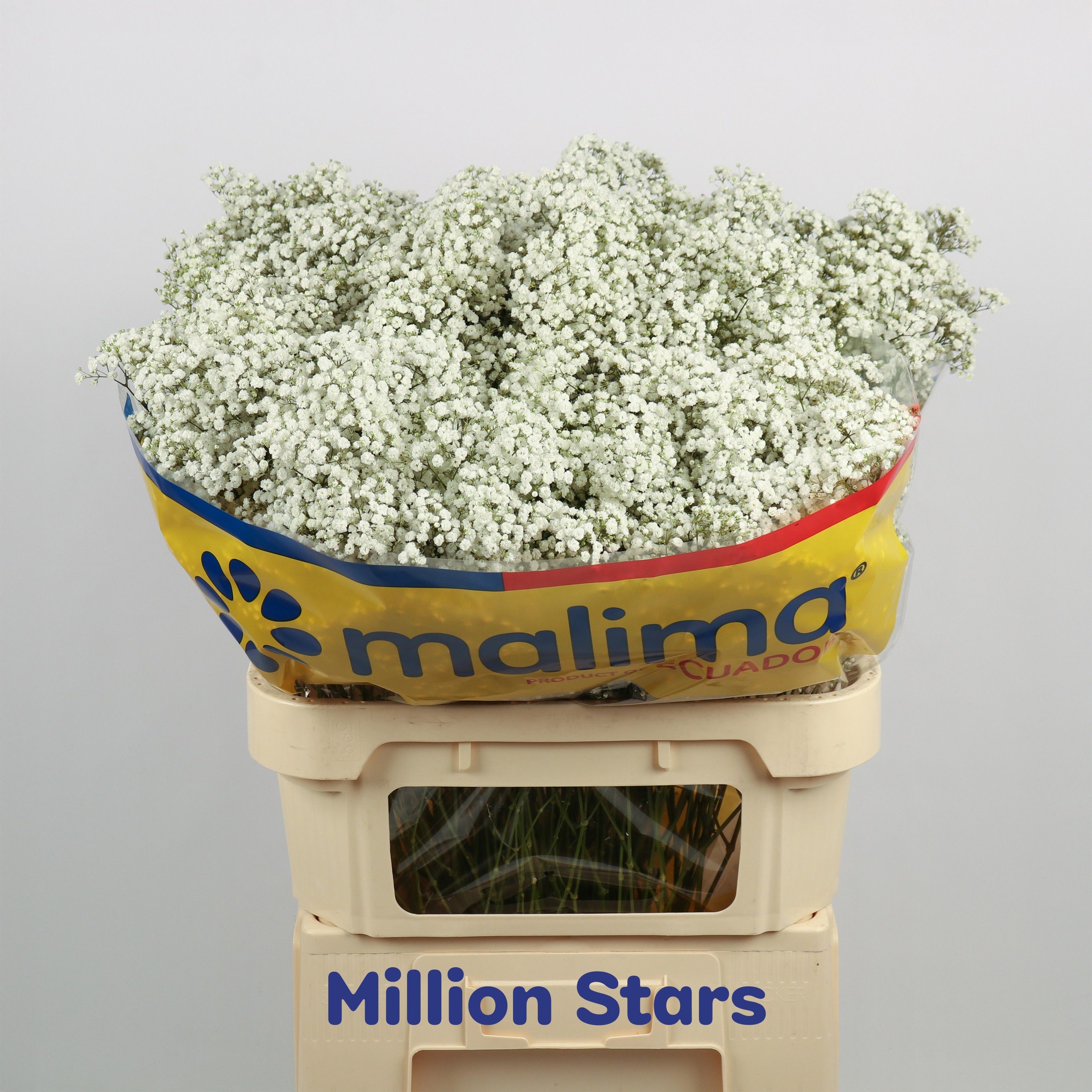 Gyps Pa Million Star