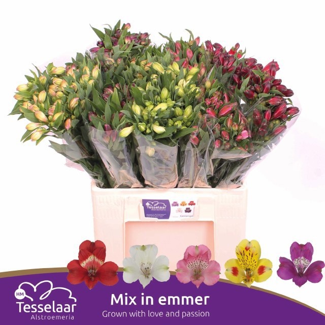 Alstr Assorted In Bucket 60cm 30gram