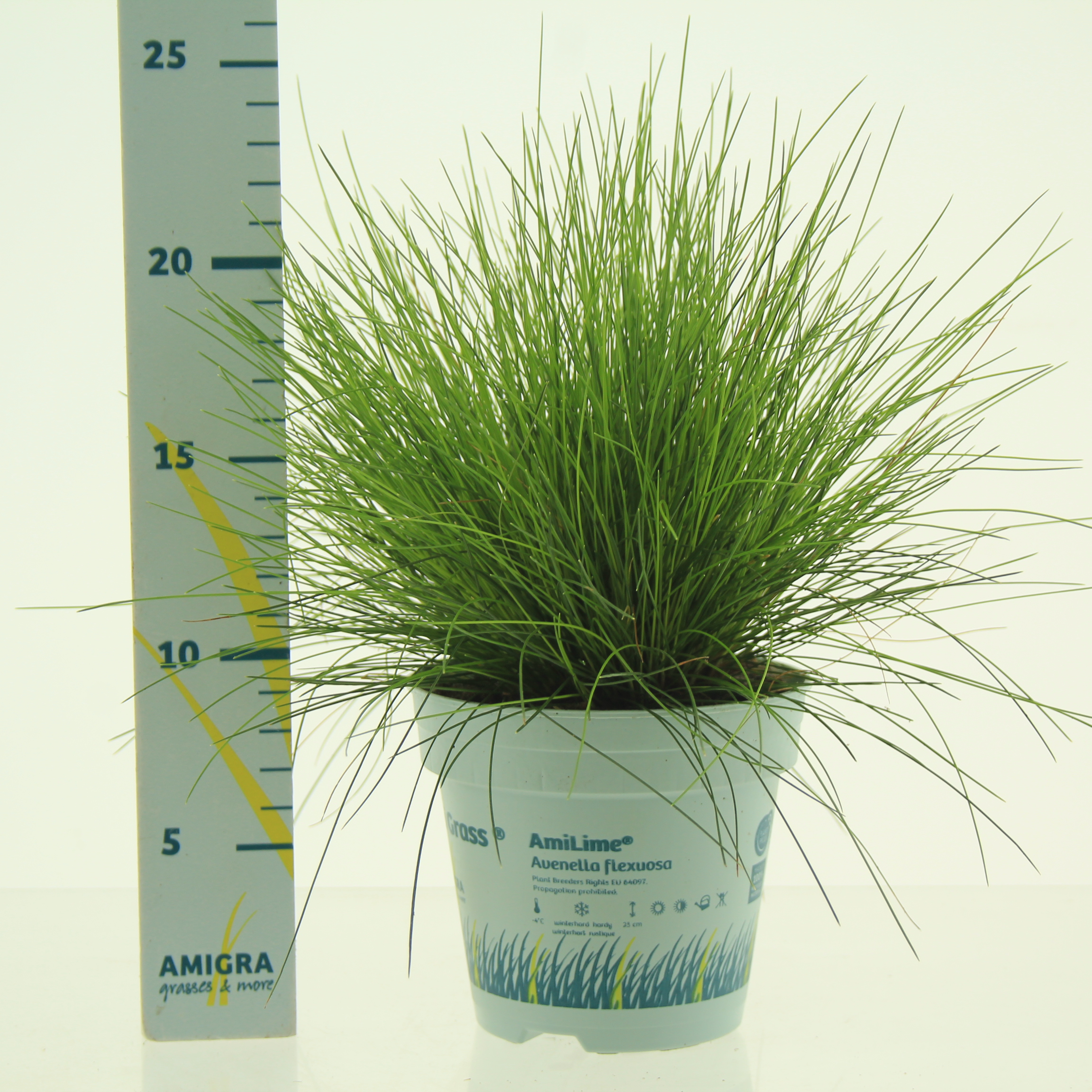 Picture of Deschampsia flexuosa AmiLime® P10.5