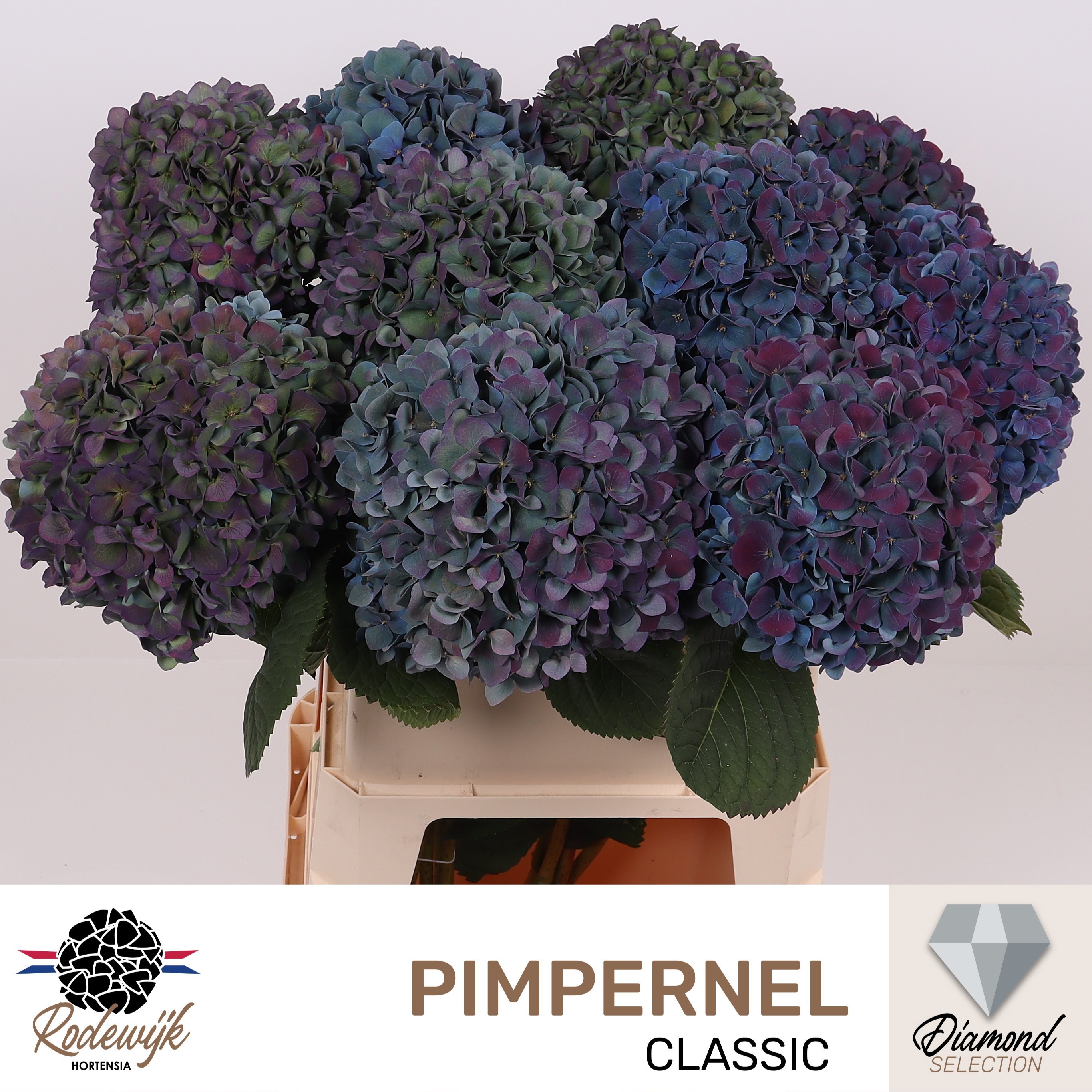 Hydrangea Pimpernel Classic 80cm 23Ø