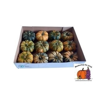 Cucurbita Lil P-ke-mon
