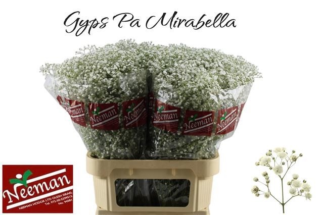 Gypsophila Mirabella 80cm 40gram