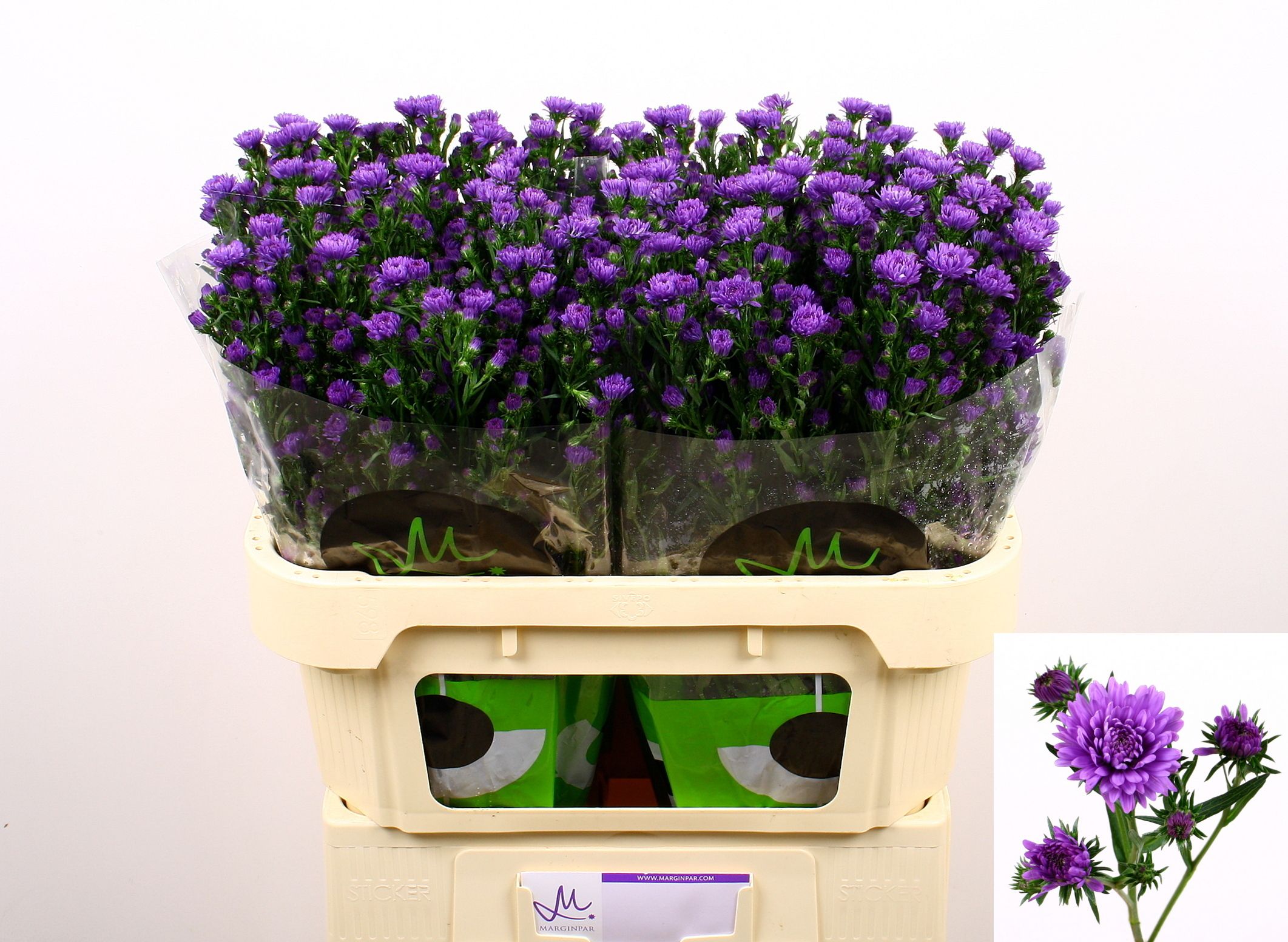 Aster Astee Dark Milka 70cm 20gram
