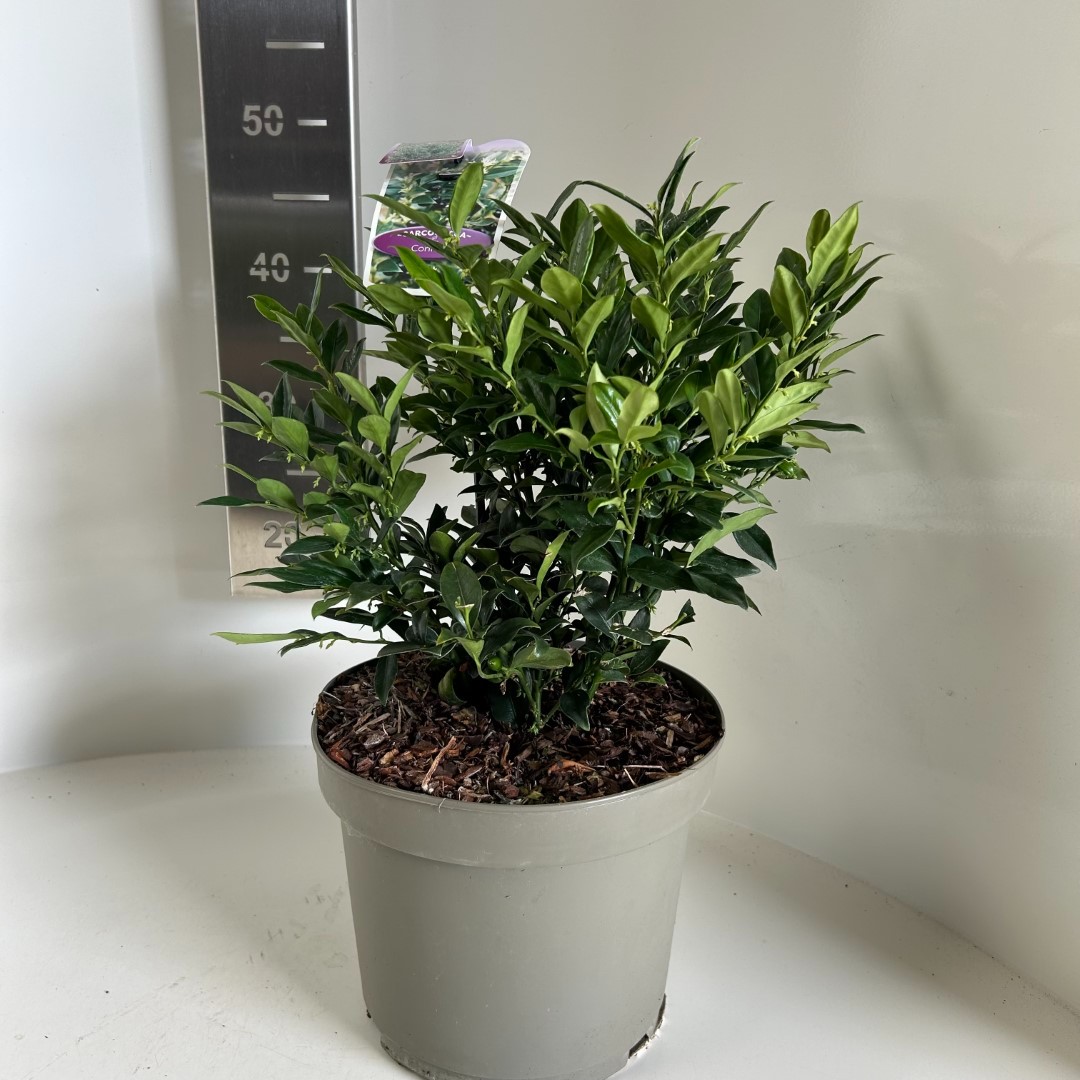 Picture of Sarcococca confusa P23 (5 Ltr) (LOOSE)