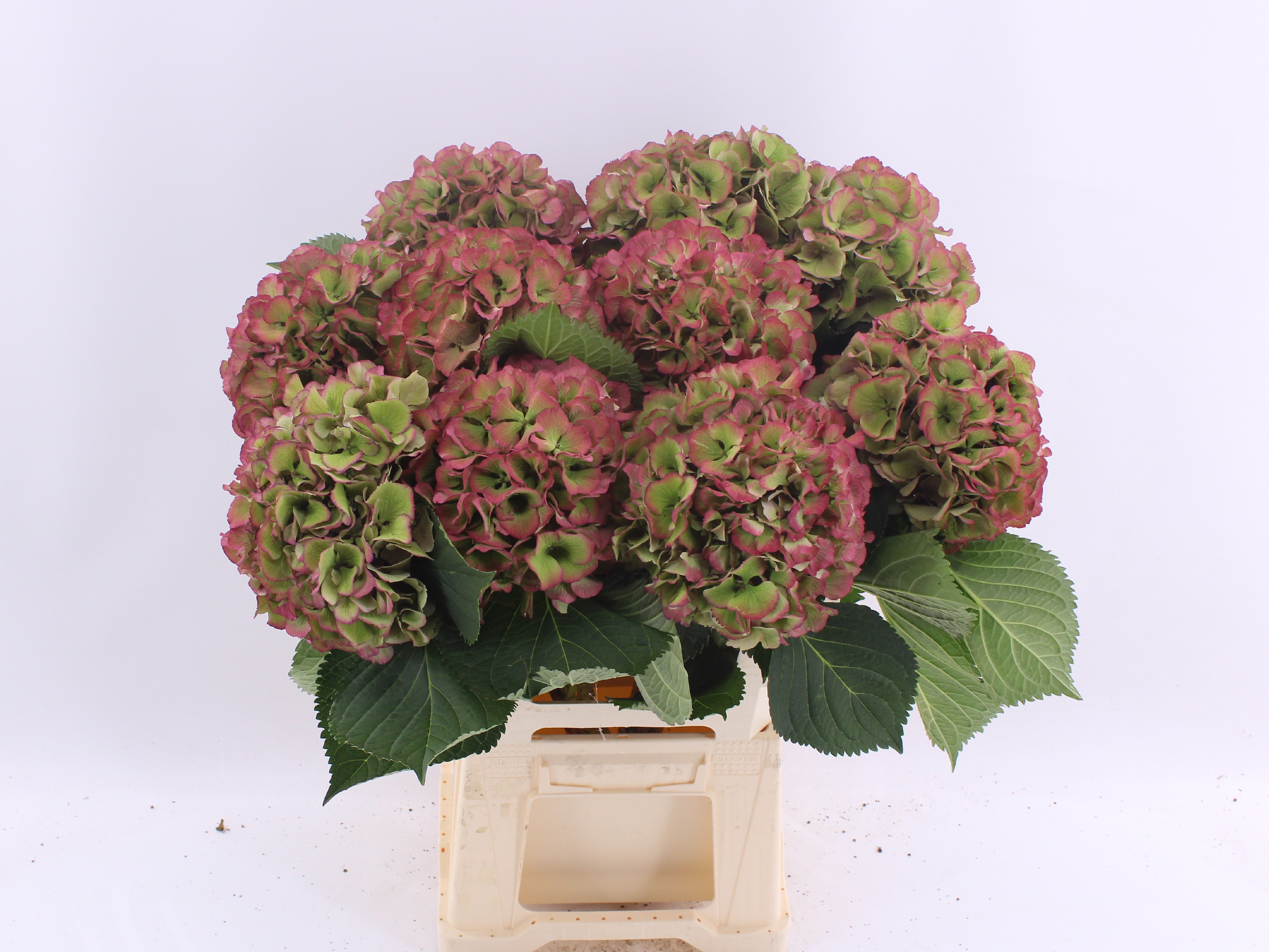 Hydrangea Elbtal Classic Pink 60cm 18Ø