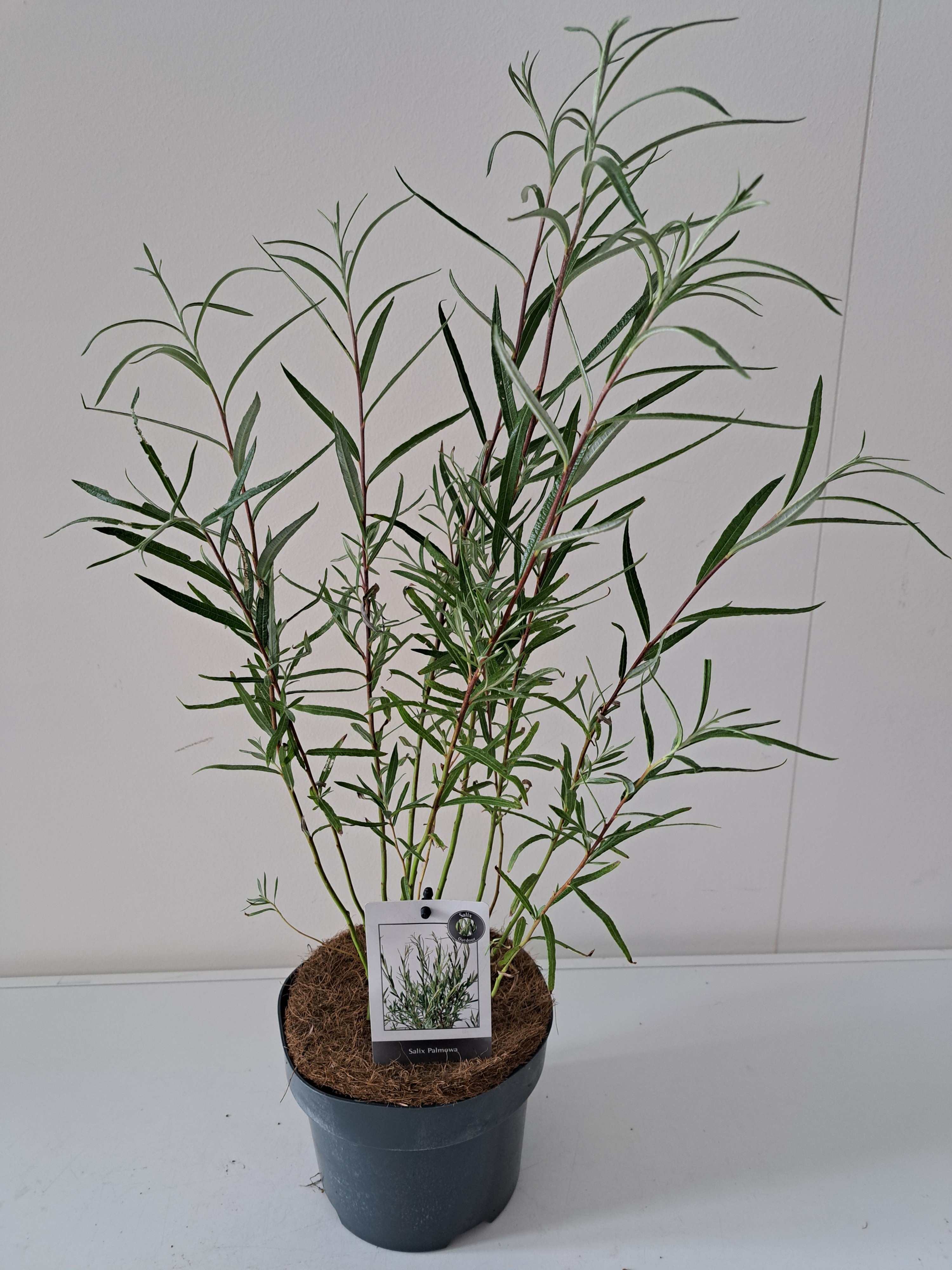 Picture of Salix Palmova bush p17