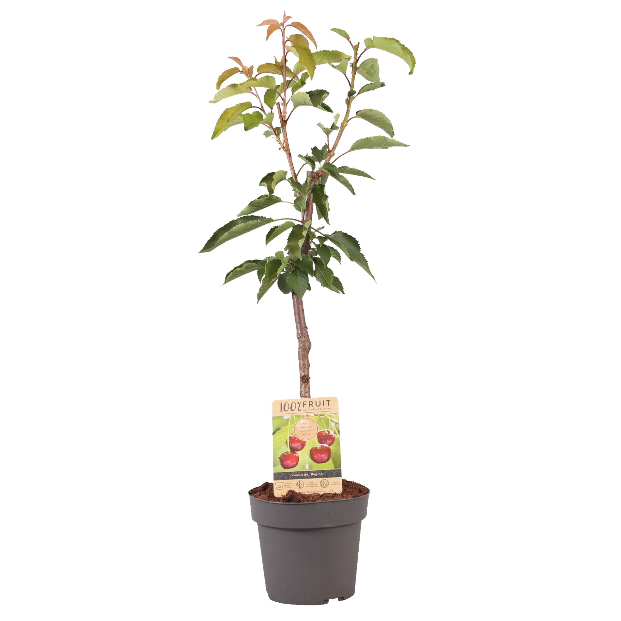 Picture of Prunus av. Regina P21 (4 Ltr) Patio-Trees