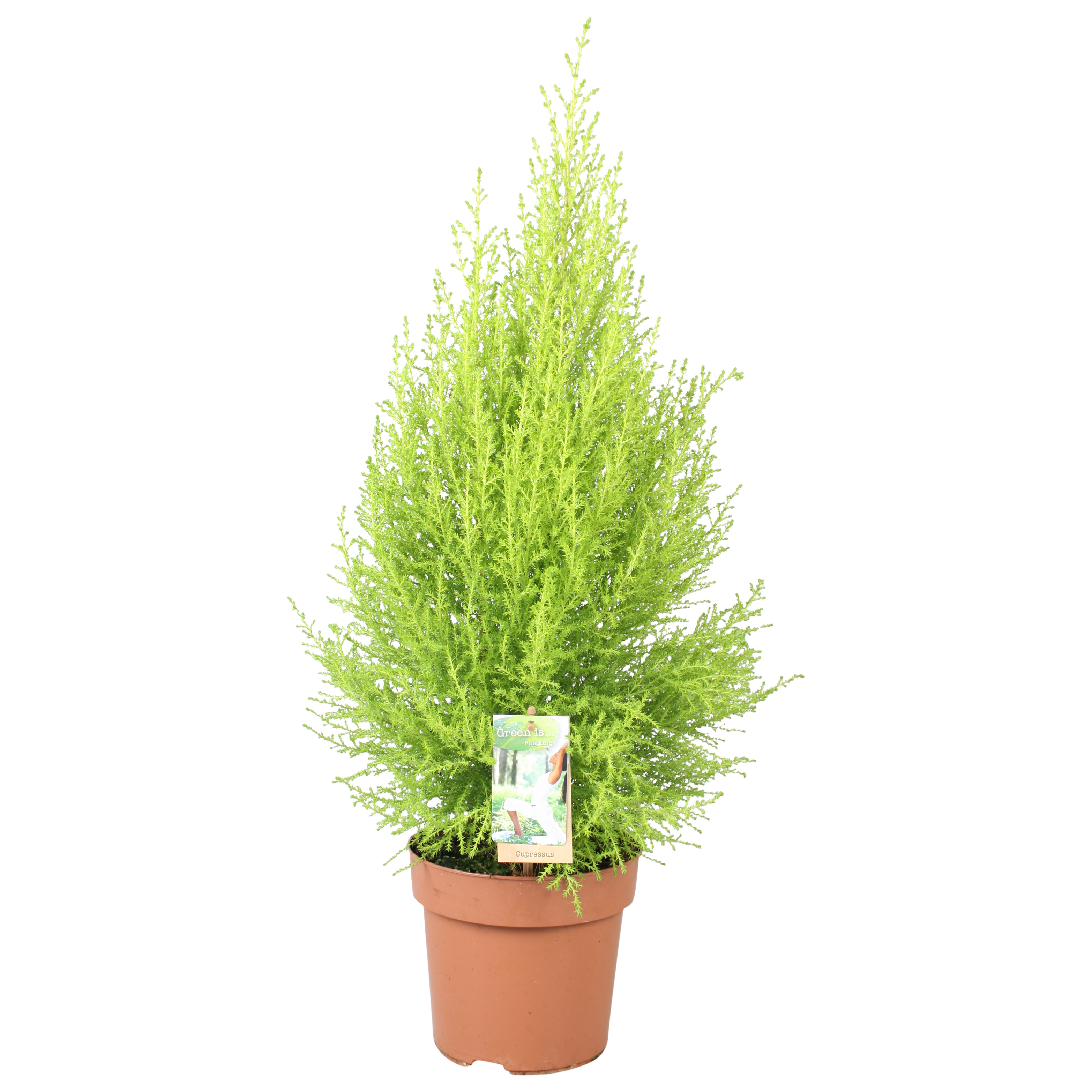 Picture of Cupressus Goldcrest Wilma P17 (2 Ltr) 70-75 cm incl pot