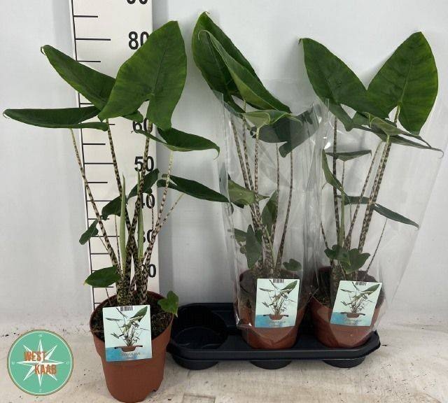 Alocasia zebrina - Alocasia