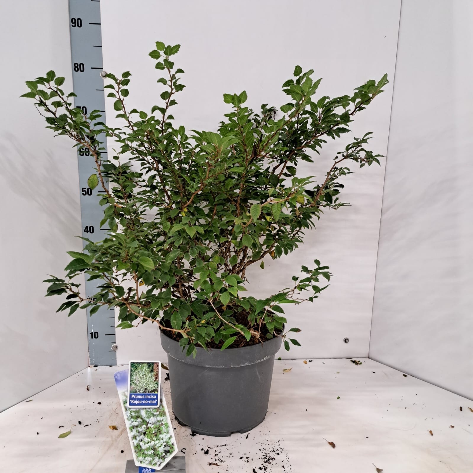 Picture of Prunus incisa 'Kojou-no-mai'