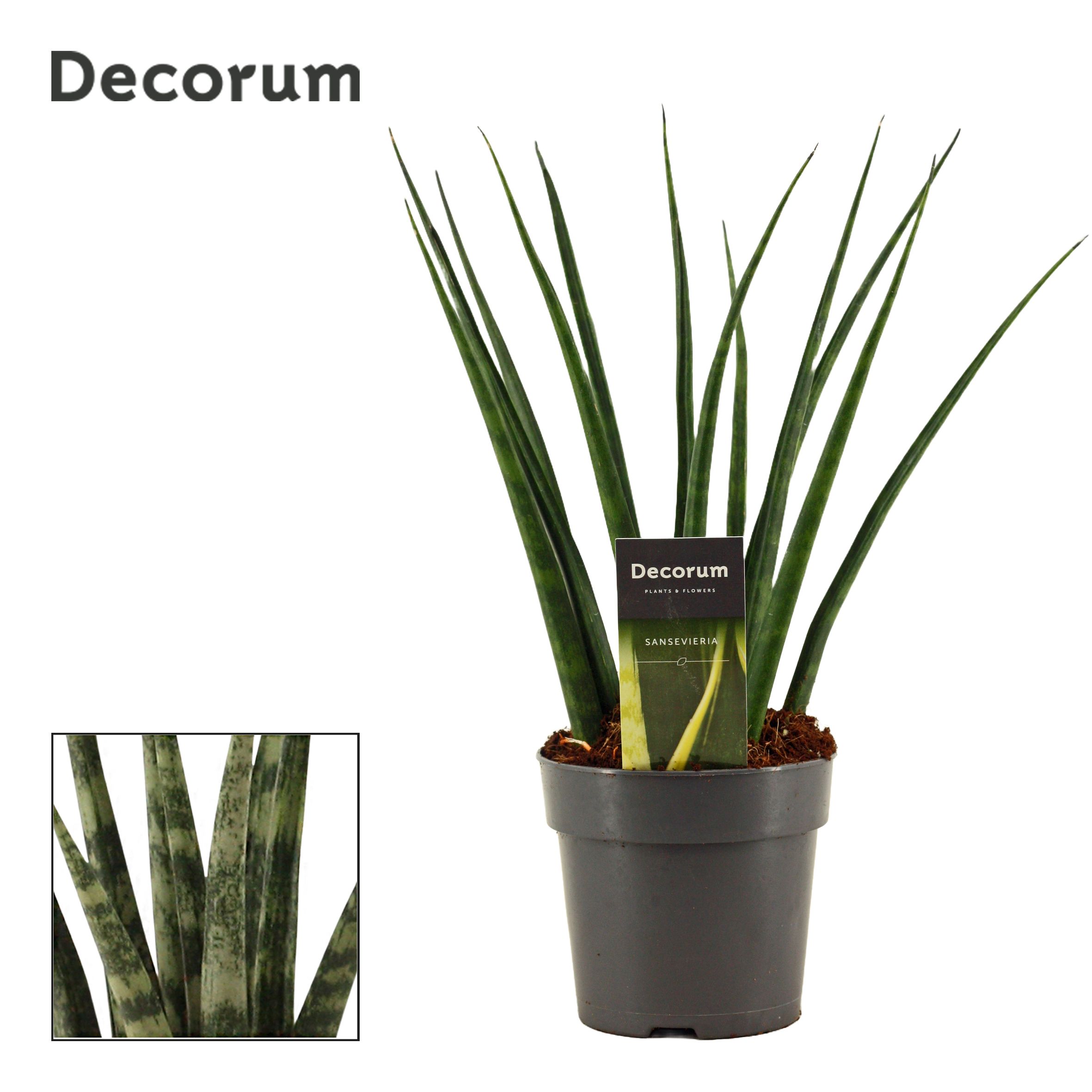 Sansevieria 'Fernwood' decorum