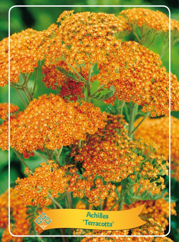 Picture of Achillea mix 6x10 srt. per shelve P11