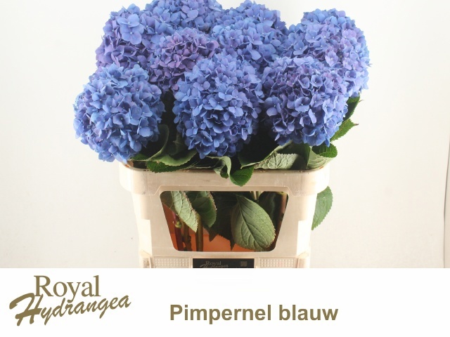Hydrangea Pimpernel 80cm 22Ø