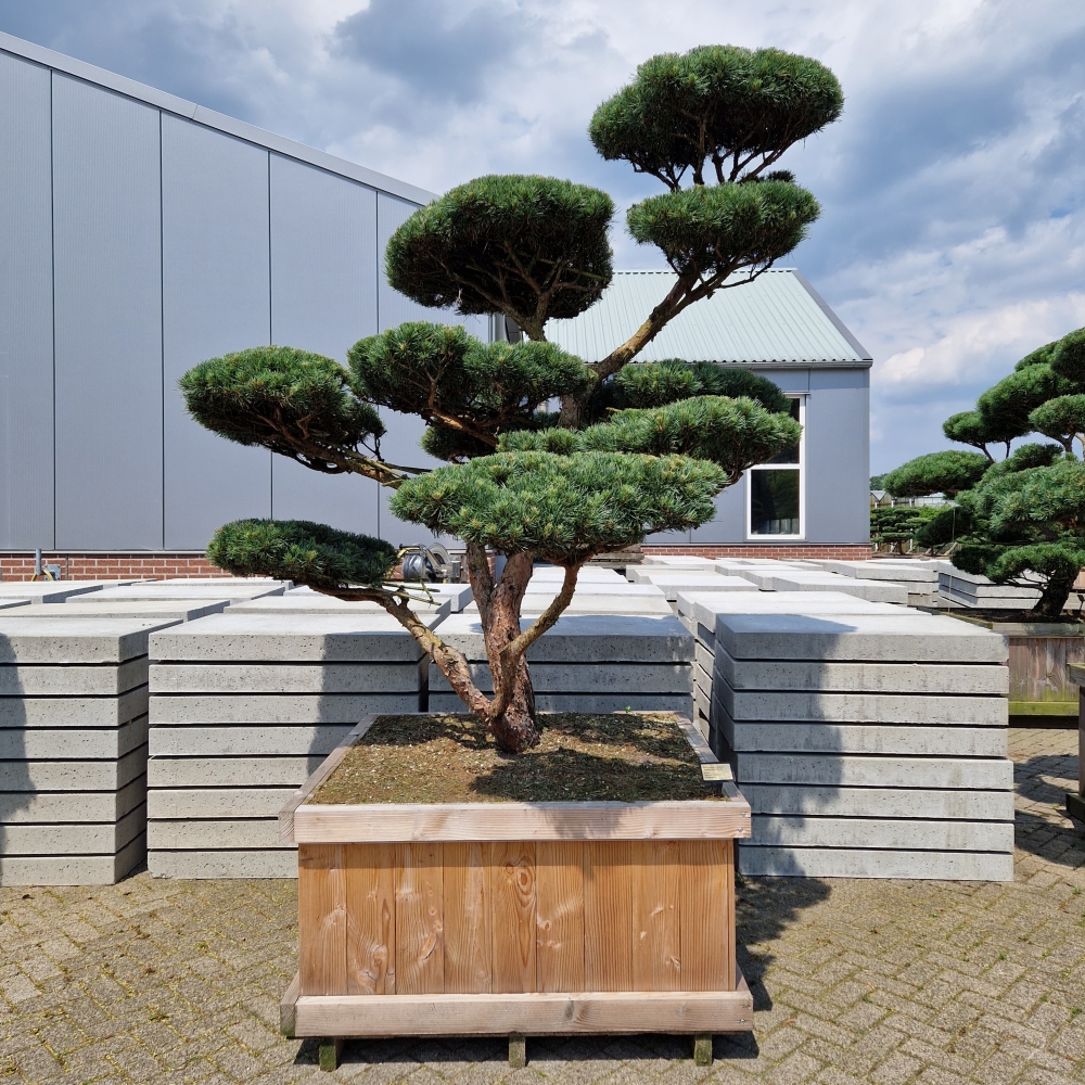 Picture of Pinus sylvestris Watereri 120-X-120 200/225 (LOOSE)