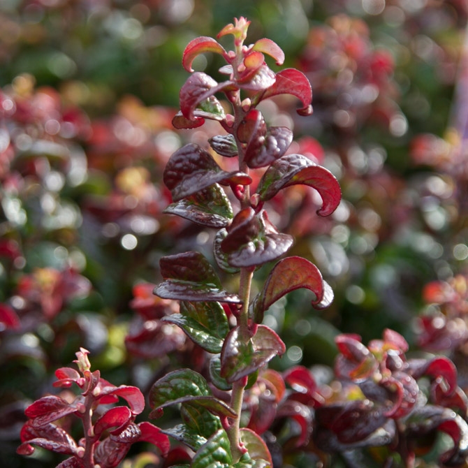 Picture of Leucothoe axillaris Twisting Red® ('Opstal20'PBR)