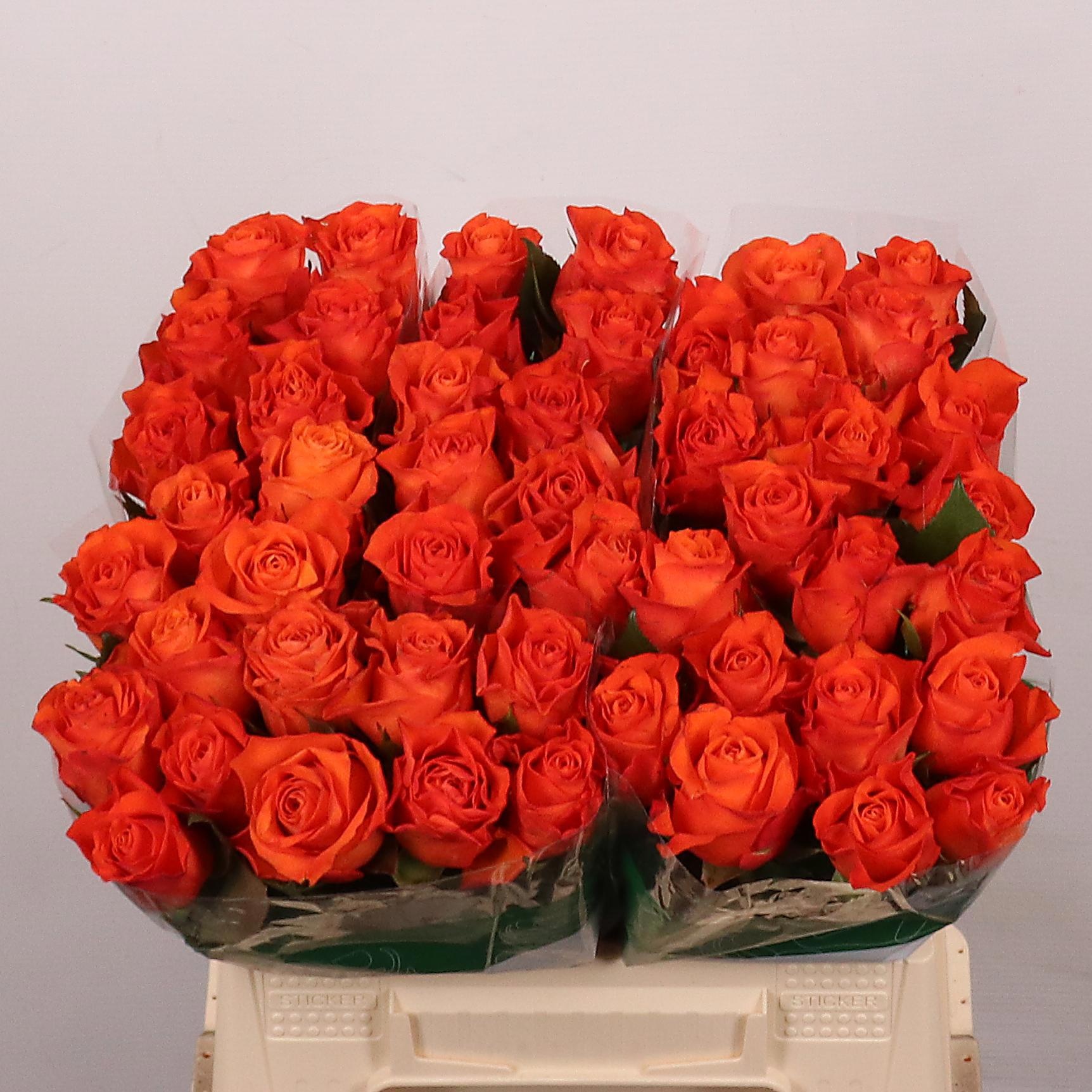 R Gr Orange Wave