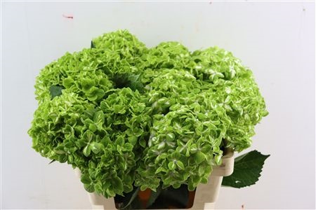 Hydrangea 60cm 18Ø