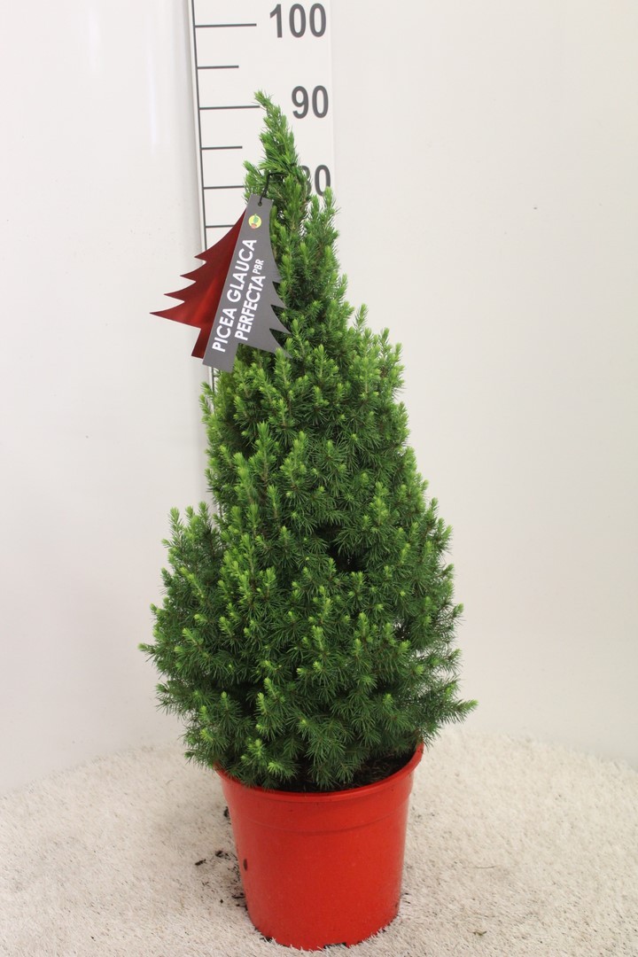 Picture of Picea glauca Perfecta P24 (6 Ltr) 85CM-INC-POT/POTGROWN