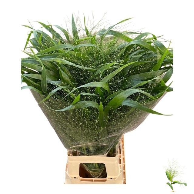 Panicum Fountain 70cm