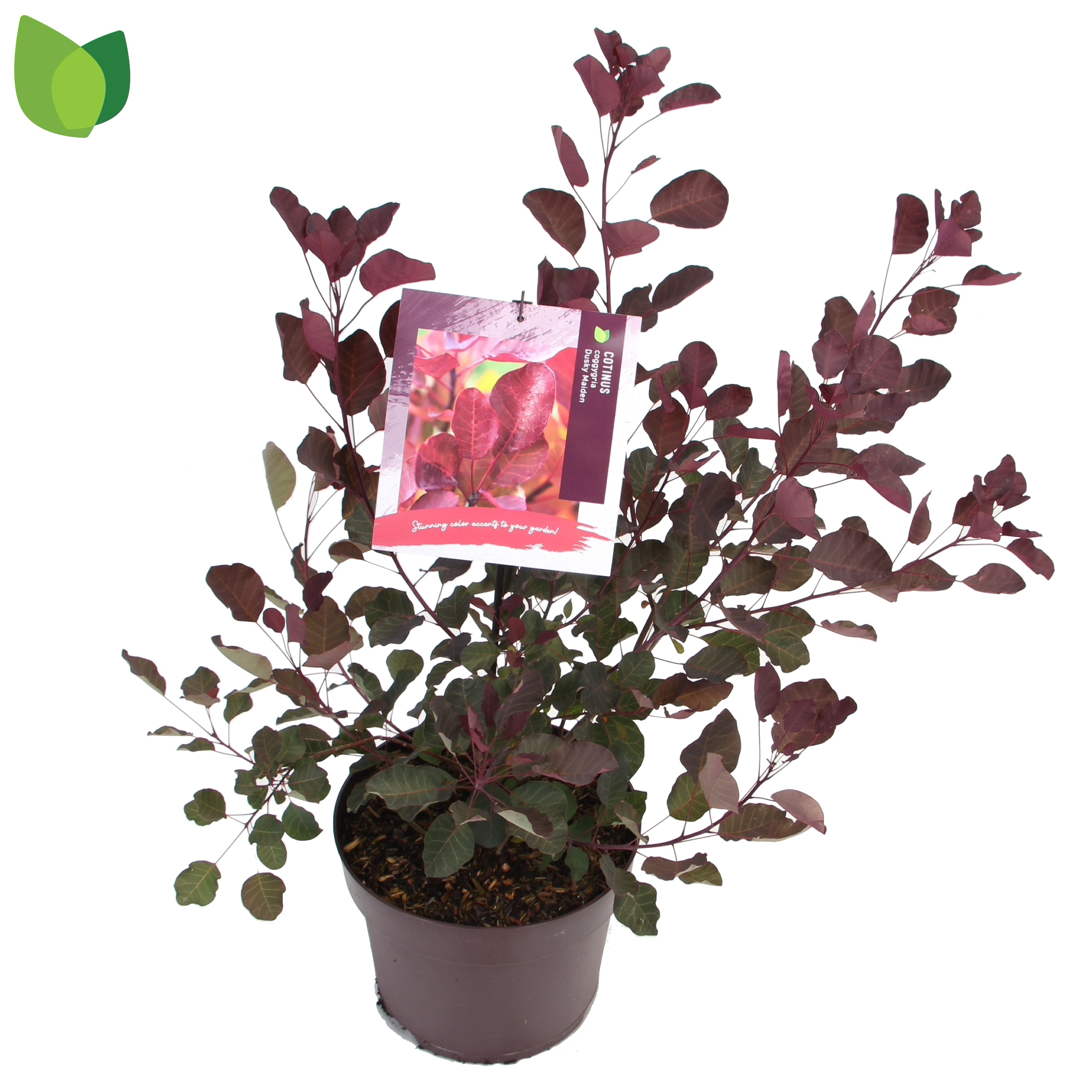 Picture of Cotinus coggygria Dusky Maiden P26 45cm