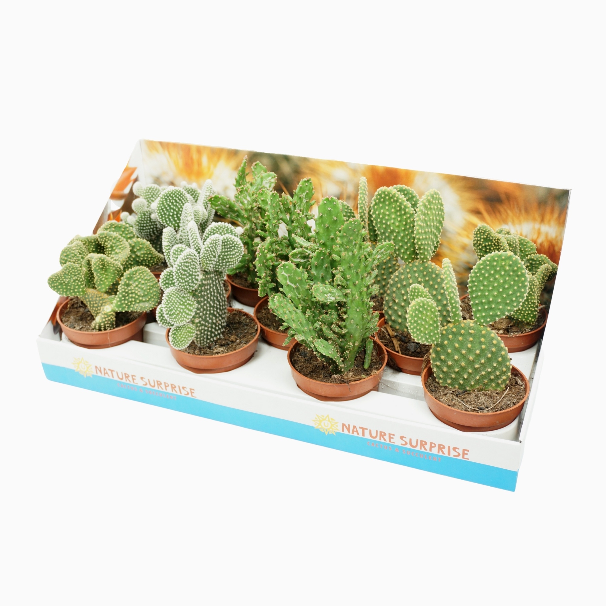 Opuntia mix in presentatiedoos