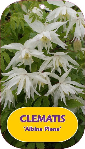 Clematis 'Albina Plena'