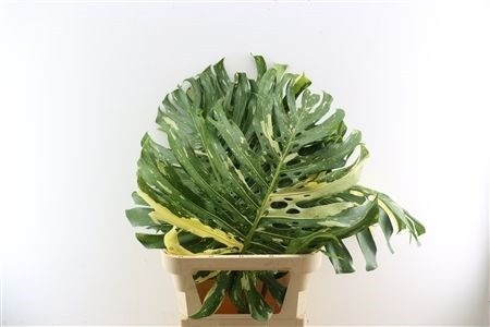 Monstera Blad