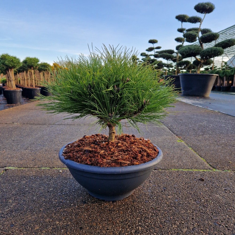 Picture of Pinus nigra Marie Bregeon P35 70CM (LOOSE)