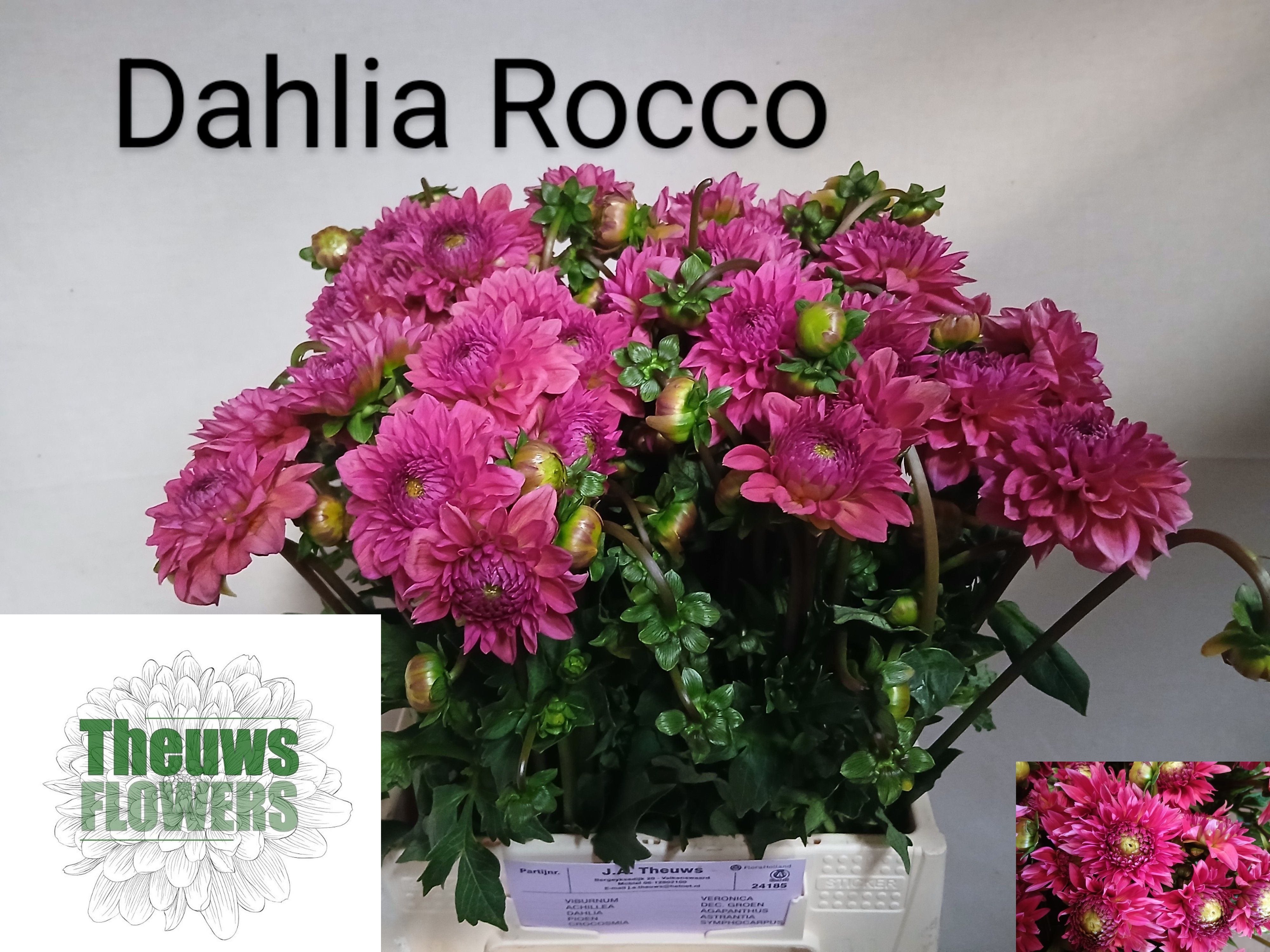 Dahlia 50cm