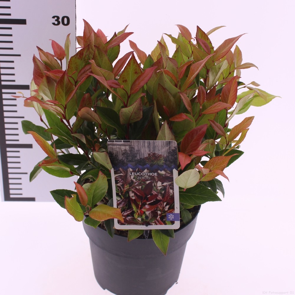 Picture of Leucothoe 'Zeblid'