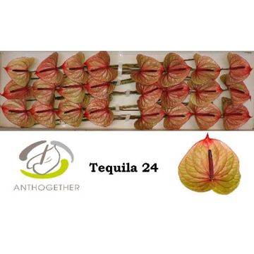 ANTH A TEQUILA 24.