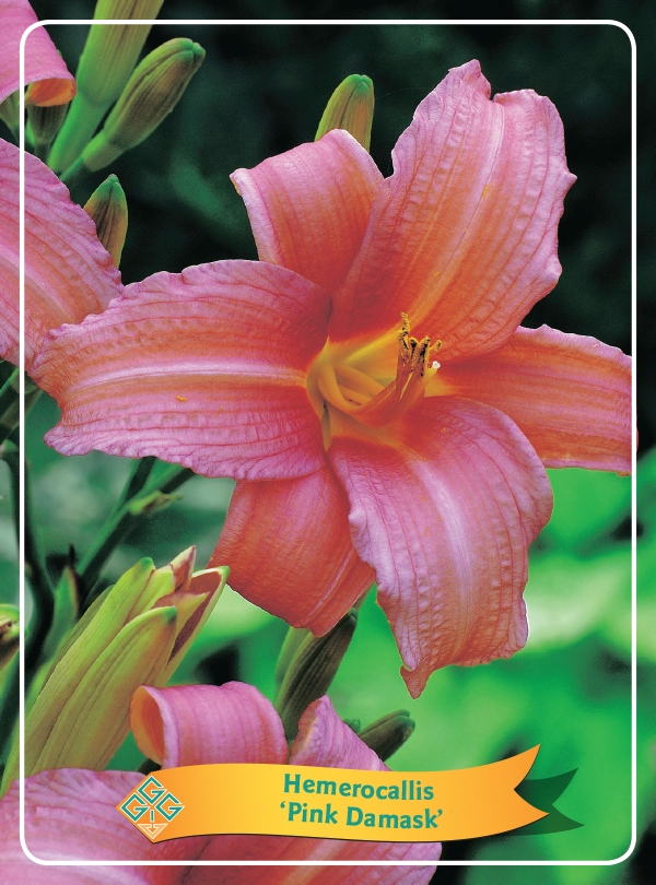 Picture of Hemerocallis Mix 6x10 srt. per shelve P11