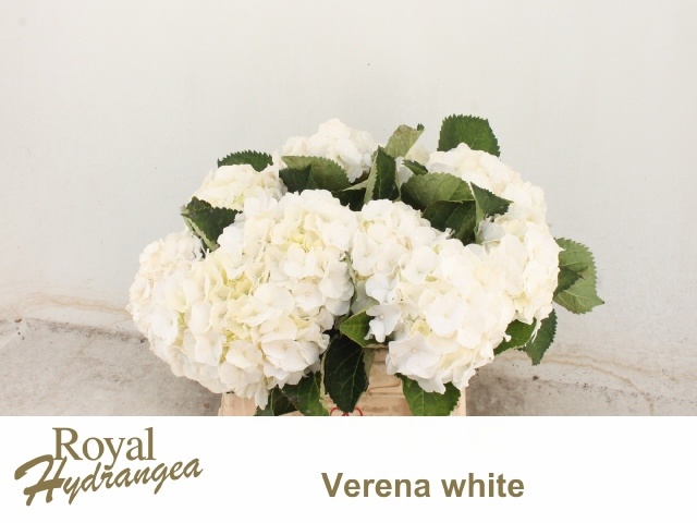 Hydrangea White Verena 40cm 15Ø