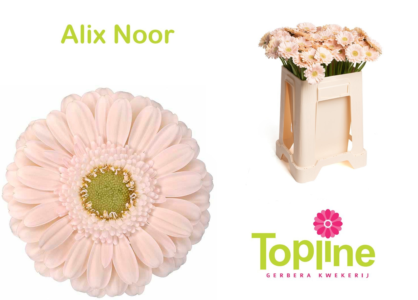 Ge Mi Alix-noor