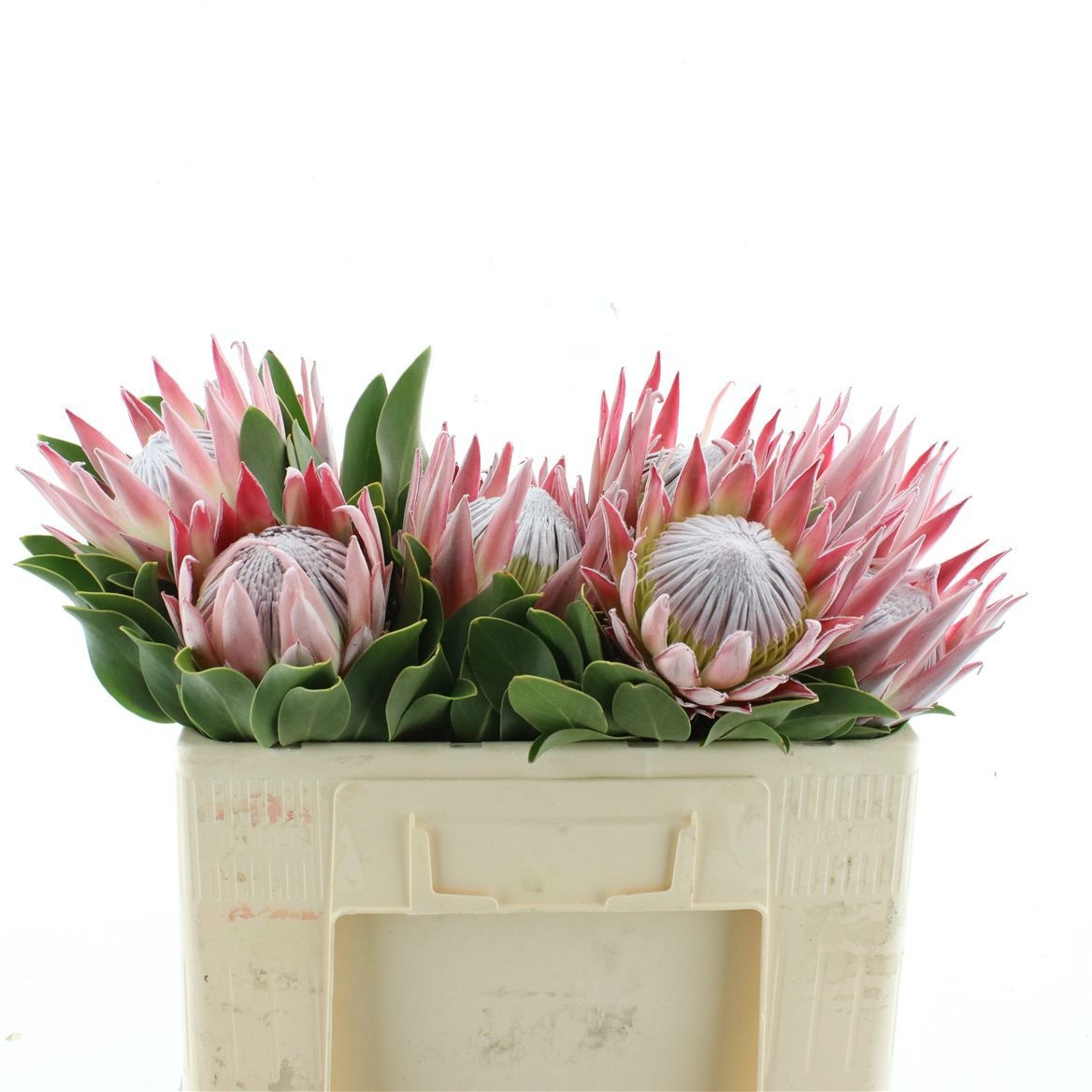 Protea Cynaroides 50cm