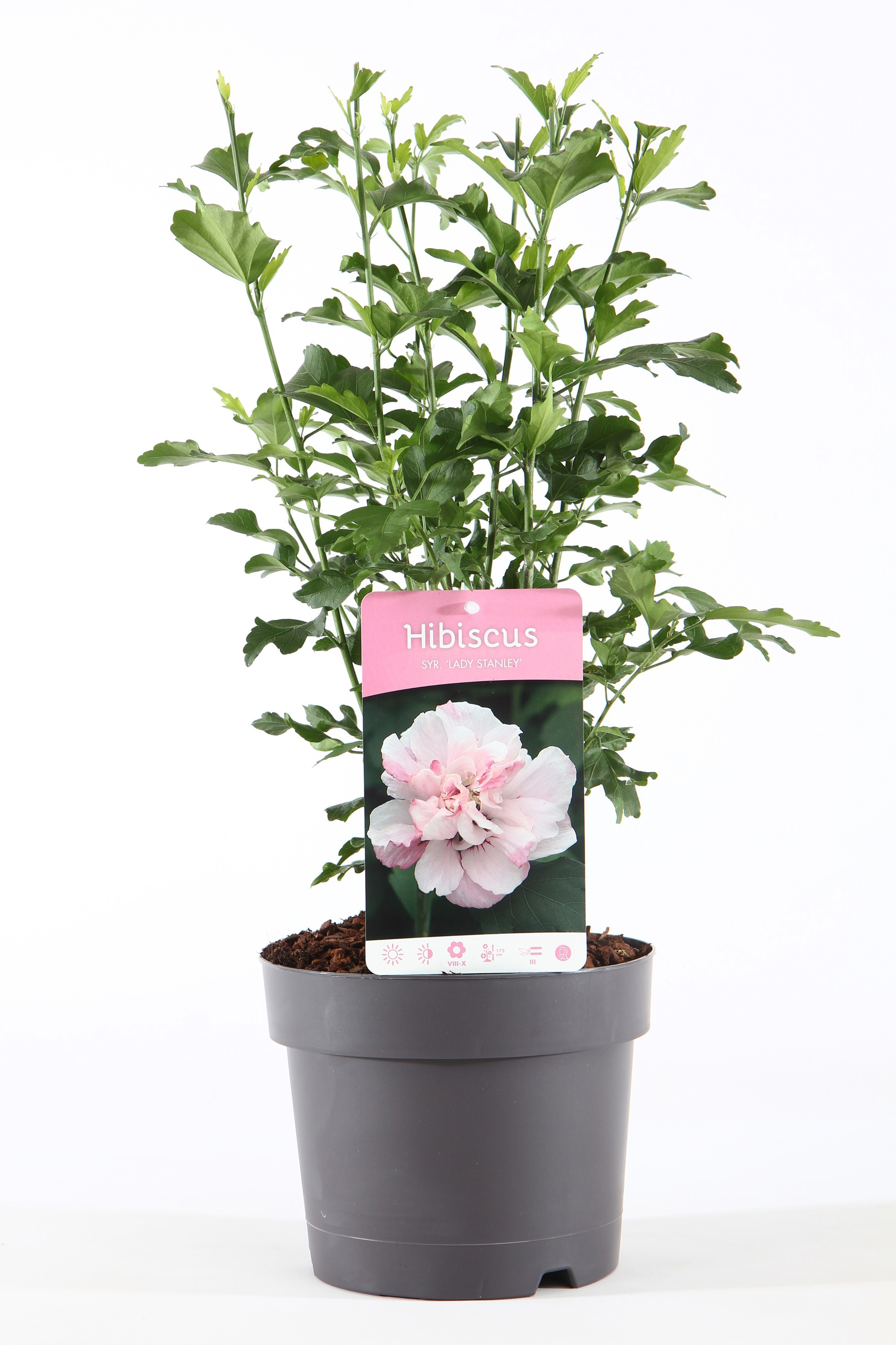 Hibiscus syriacus 'Hamabo'