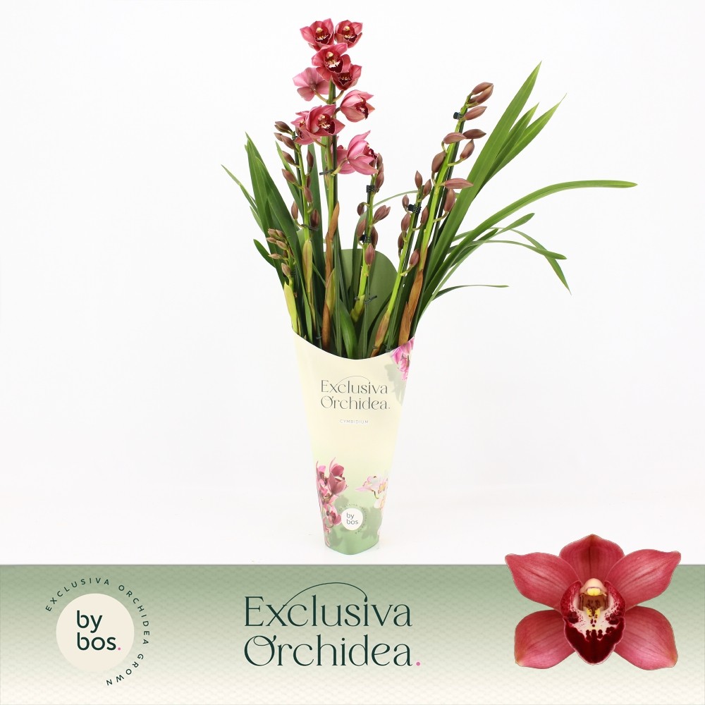 Picture of Cymbidium hybrid Jolly Red 5-Spikes Exclusiva Orchidea Potcover P12 60CM