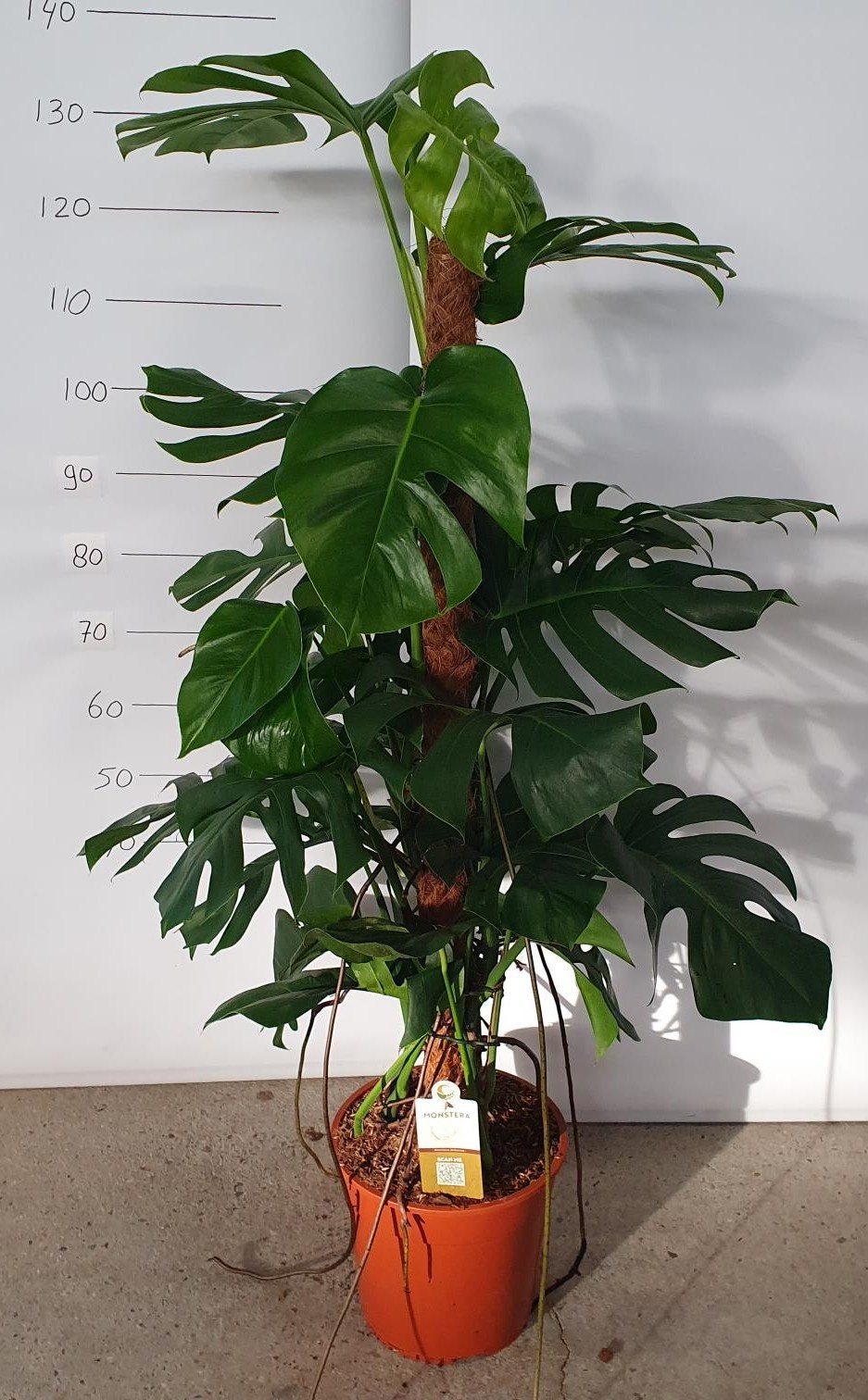 monstera adansonii leaf size Monstera Adansonii