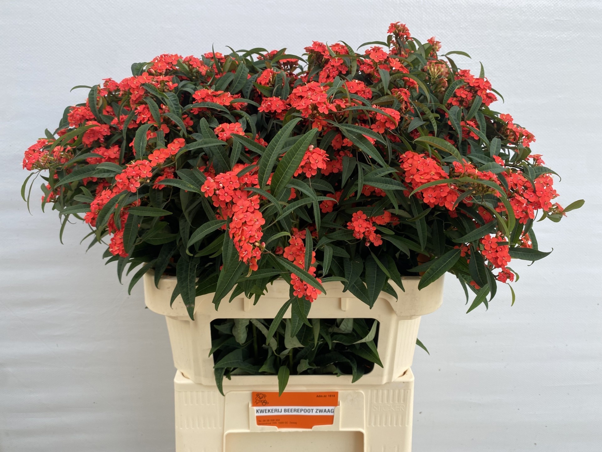 Euphorbia Spray Marielle 80cm