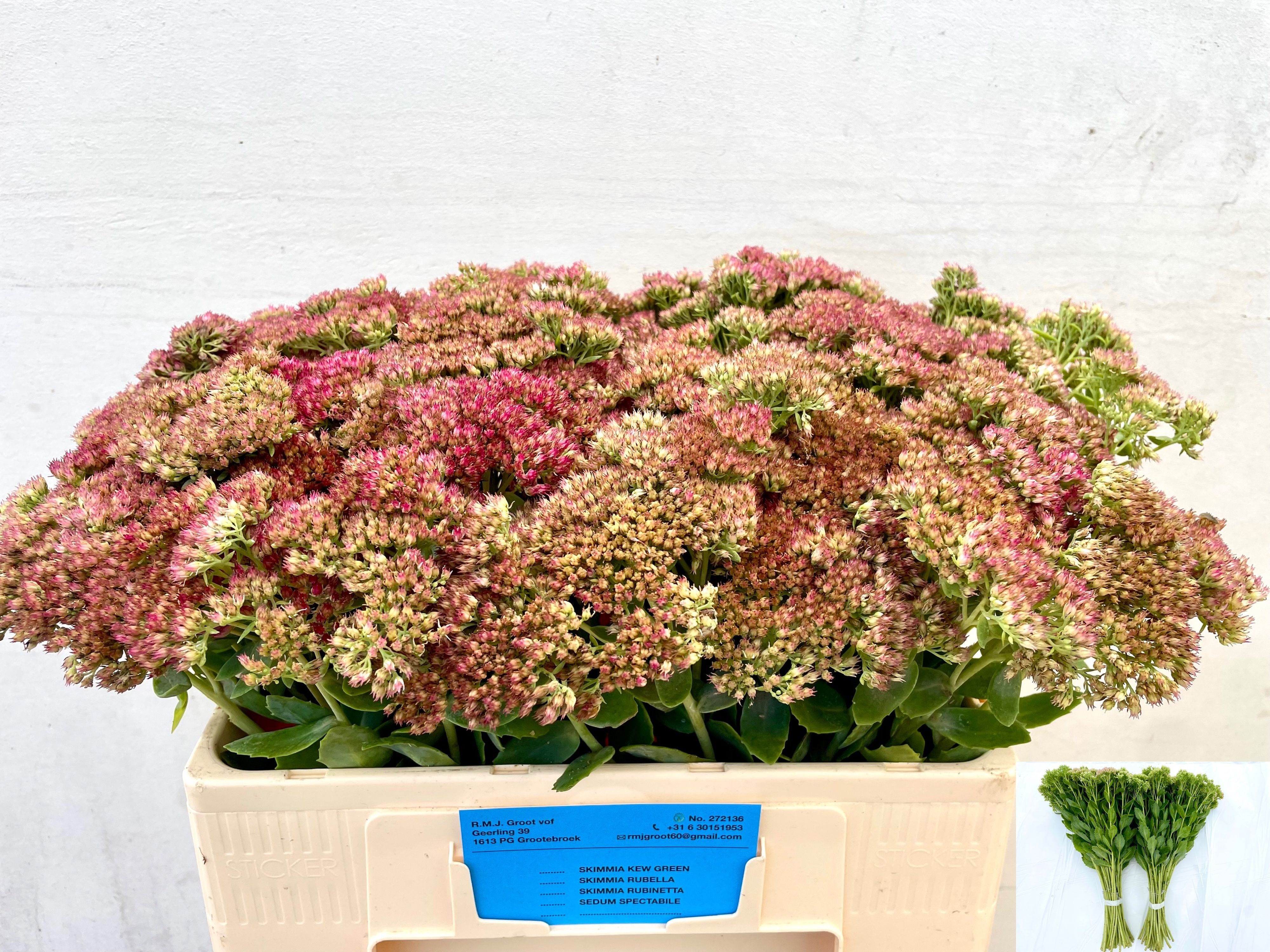Sedum Spect Pink 50cm