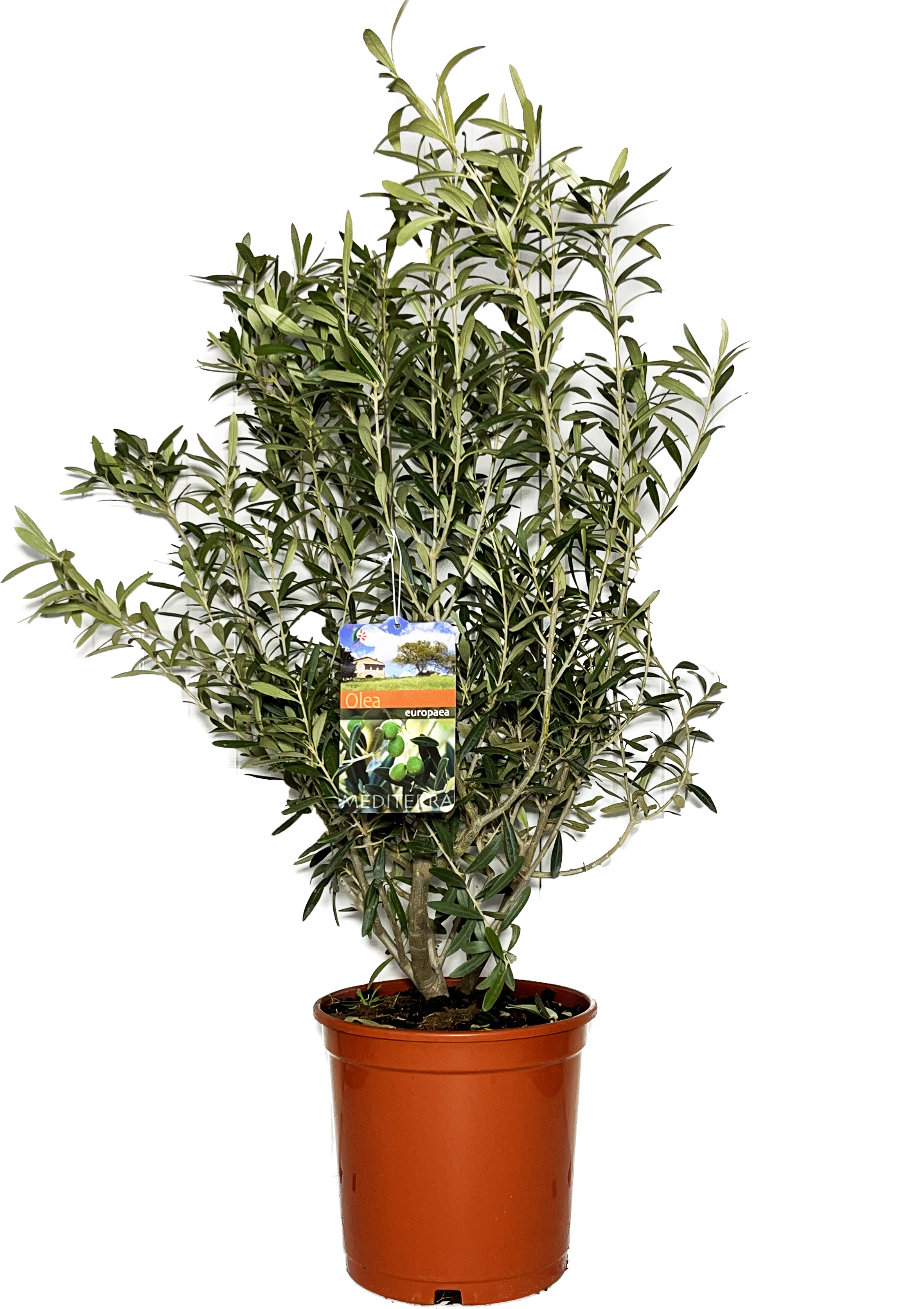 Picture of Olea europaea P27 (7.5 Ltr) BUSHY