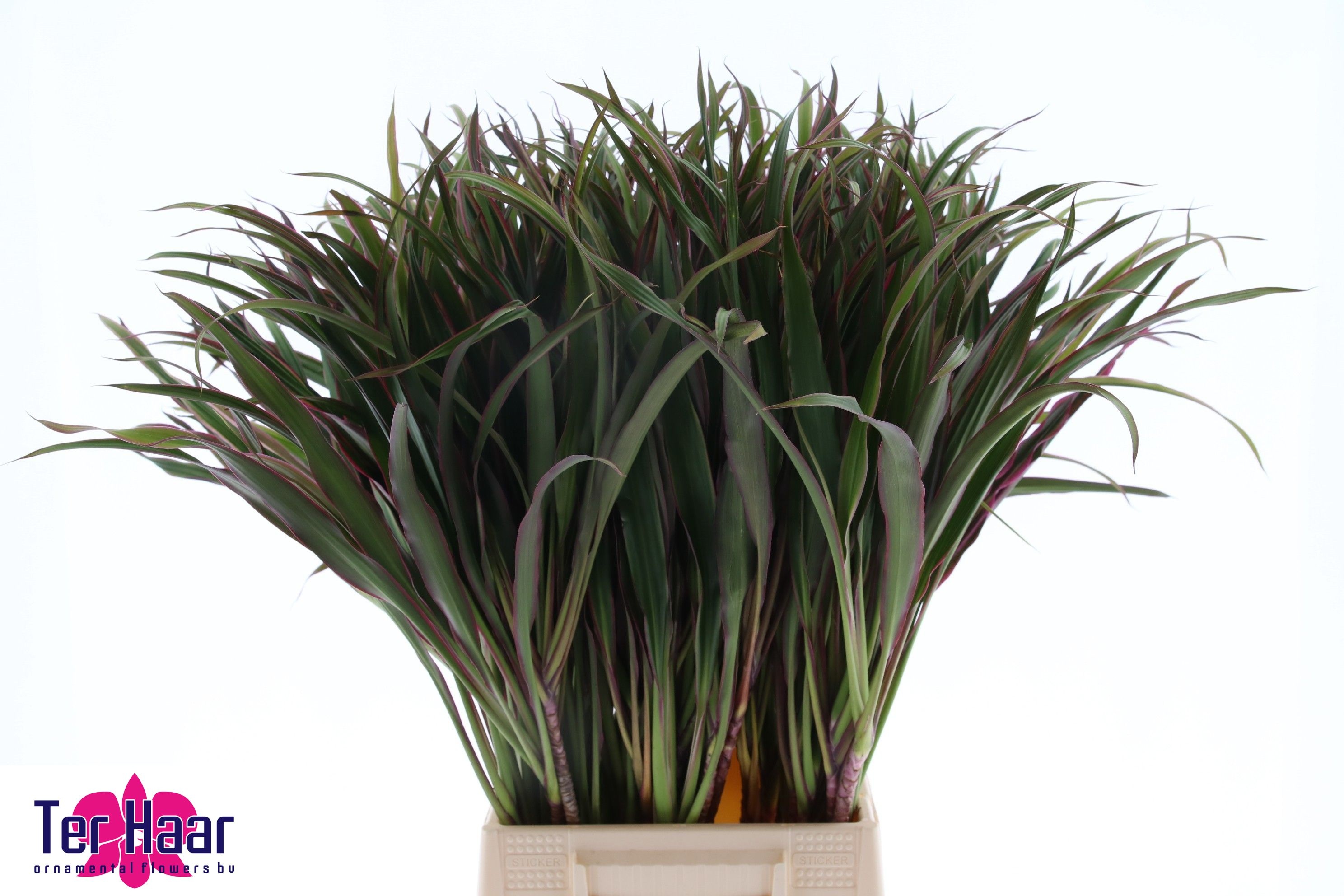 Groot Blad 60cm