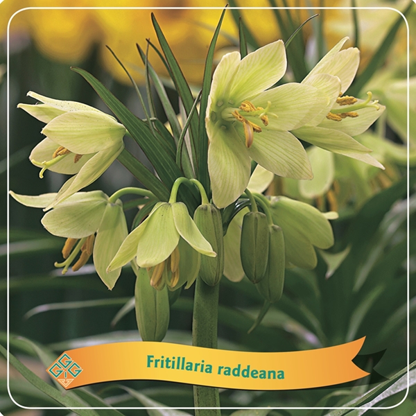 Picture of Fritillaria Mix shelve C5