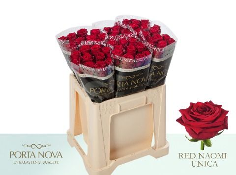 Rosa Red Naomi 50cm