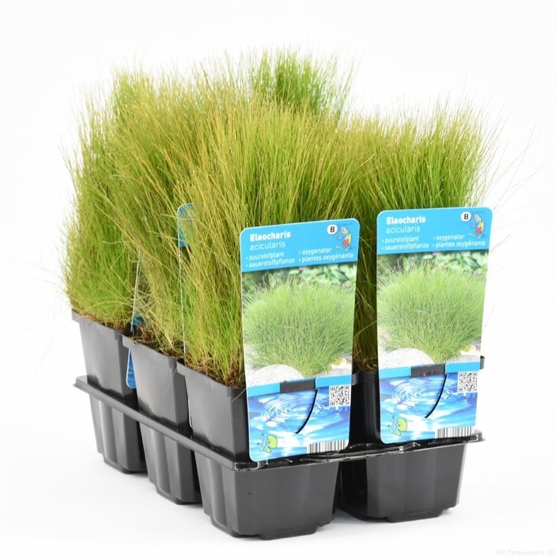 Eleocharis acicularis