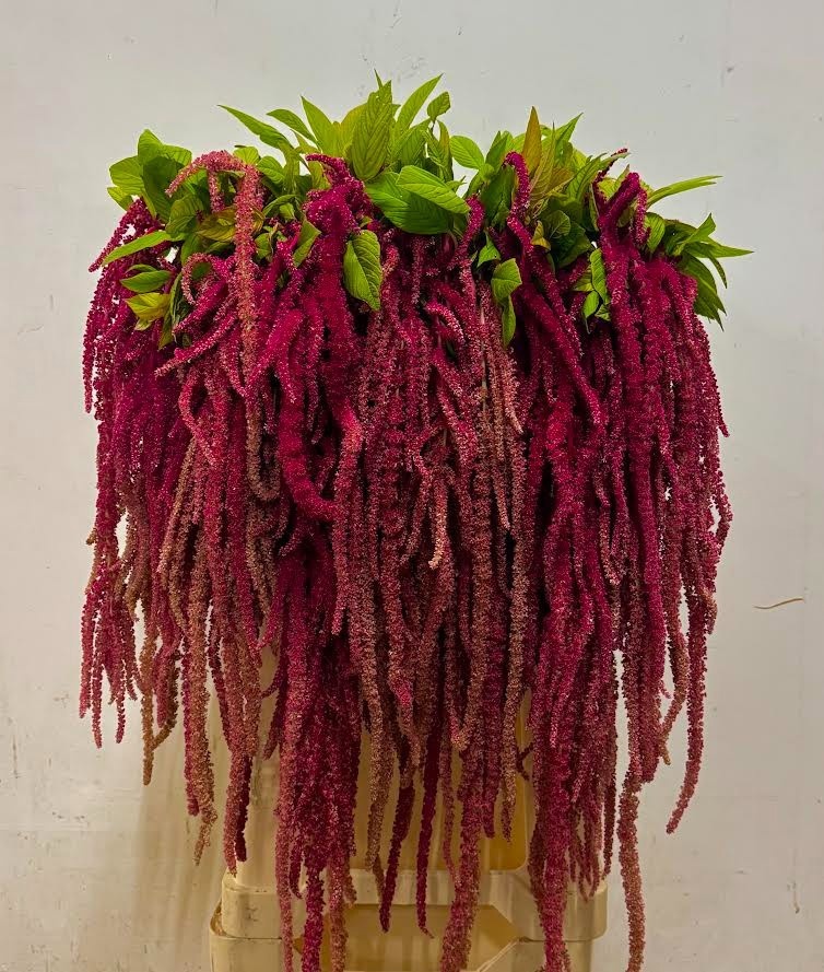 Amaranthus Hang Cordata Red 80cm