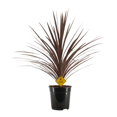 Picture of Cordyline Australis Red Star - 21cm