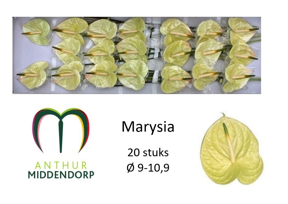 Anthurium Marysia 9Ø